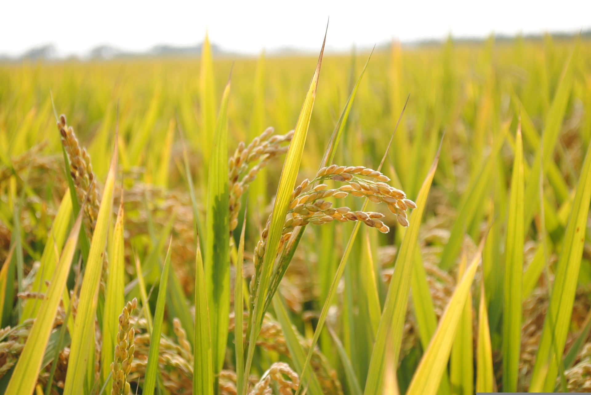 L'histoire du riz ivoirien, de Yamoussoukro à votre table